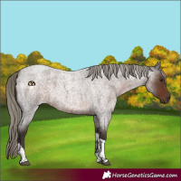 Horse Color:Liver Red Roan Mushroom Tobiano 