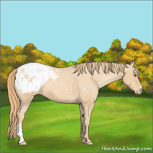 Horse Color:Gold Champagne Appaloosa 