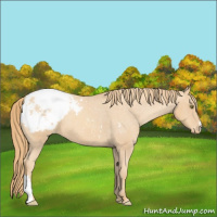 Horse Color:Gold Champagne Appaloosa 