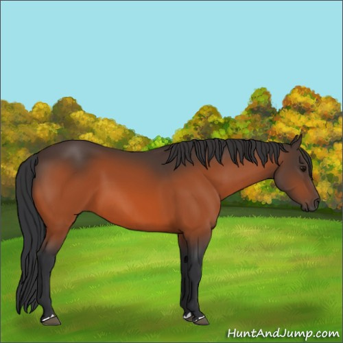 Horse Color:Bay 