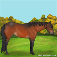 Horse Color:Bay 