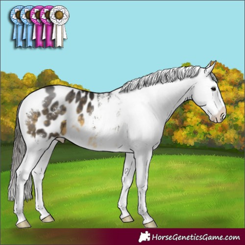 Horse Color:Buckskin Sabino Blanket 