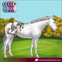 Horse Color:Buckskin Sabino Appaloosa
