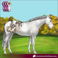 Horse Color:Buckskin Sabino Appaloosa