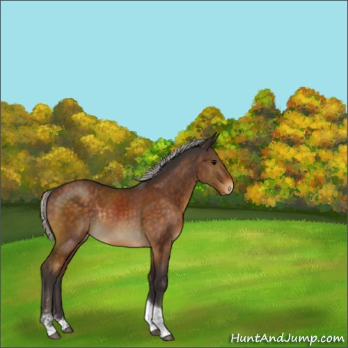 Horse Color:Silver Buckskin Sabino Tobiano Appaloosa Rabicano 