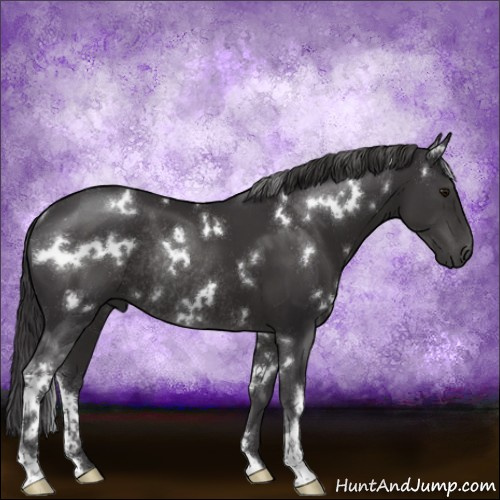 Horse Color:White Spotted Smoky Black Sabino Rabicano 
