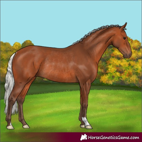 Horse Color:Silver Bay Rabicano