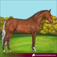 Horse Color:Silver Bay Rabicano 