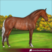 Horse Color:Silver Brown Rabicano 