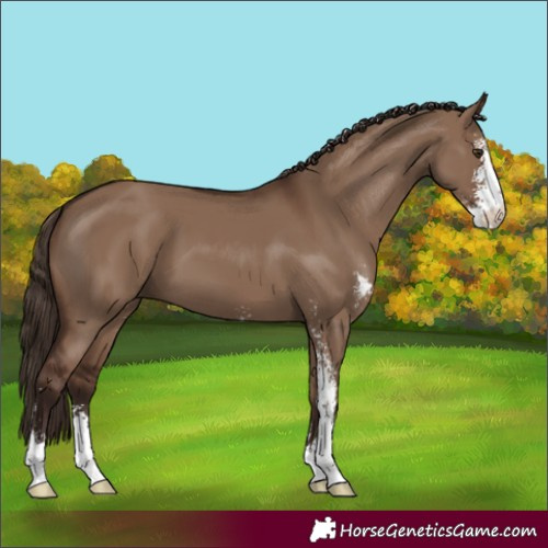 Horse Color:Liver Red Dun Sabino