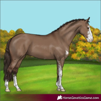 Horse Color:Liver Red Dun Sabino