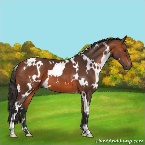 Horse Color:White Spotted Bay 