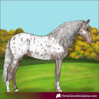 Horse Color:Silver Brown Appaloosa
