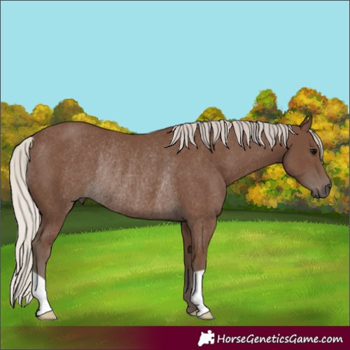 Horse Color:Silver Black Rabicano 