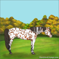 Horse Color:Bay Appaloosa 