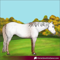 Horse Color:Gray Chestnut