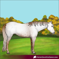 Horse Color:Gray Chestnut 