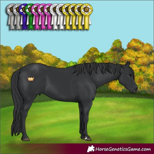 Horse Color:Black 