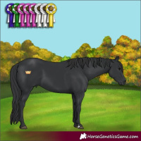 Horse Color:Black 