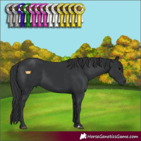 Horse Color:Black 