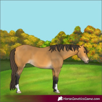 Horse Color:Buckskin 