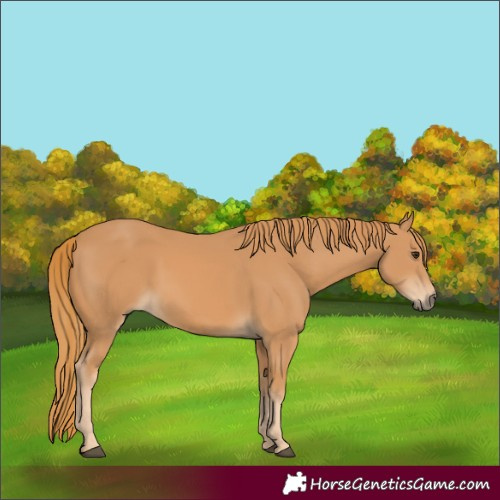 Horse Color:Chestnut 