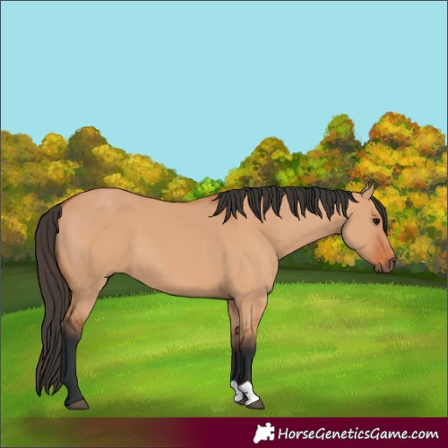 Horse Color:Bay Dun