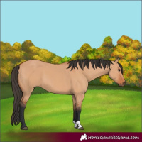Horse Color:Bay Dun