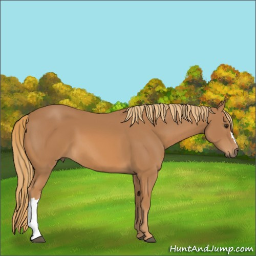 Horse Color:Unknown 