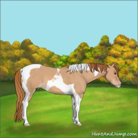 Horse Color:Red Dun Tobiano