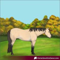 Horse Color:Buckskin