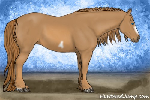 Horse Color:Unknown 