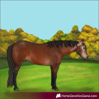 Horse Color:Gray Bay 