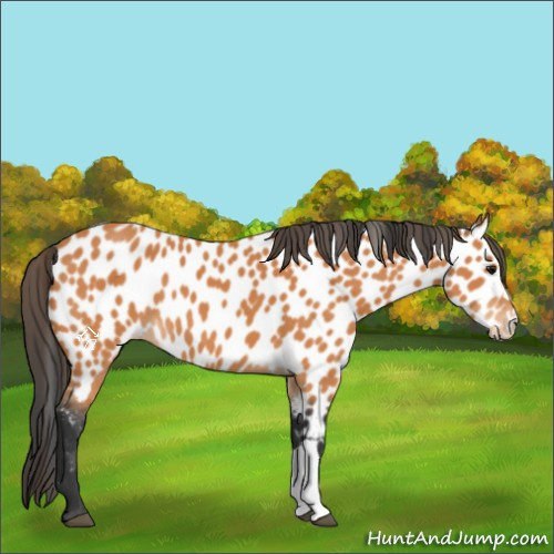 Horse Color:Bay Leopard