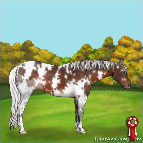 Horse Color:White Spotted Silver Brown 