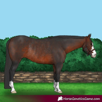 Horse Color:Brown Rabicano 