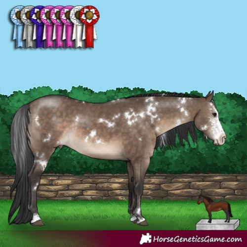 Horse Color:White Spotted Brown Dun Sabino Rabicano 
