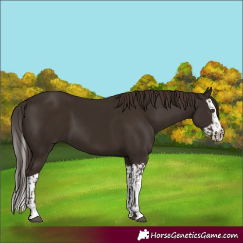 Horse Color:Liver Chestnut  and Liver Chestnut Splash 