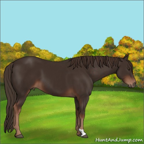 Horse Color:Liver Chestnut  and Liver Chestnut 