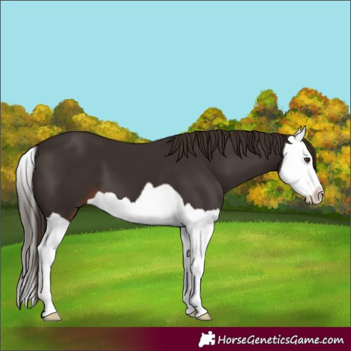 Horse Color:Liver Chestnut Splash 