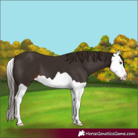Horse Color:Liver Chestnut Splash 