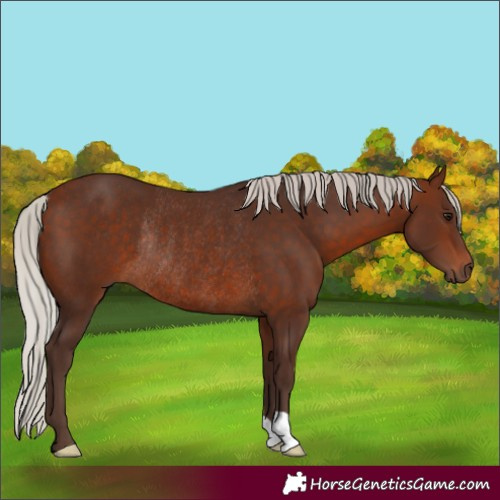 Horse Color:Unknown 