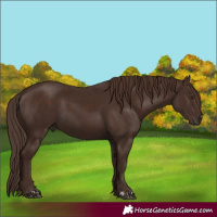 Horse Color:Liver Chestnut  and Liver Chestnut 