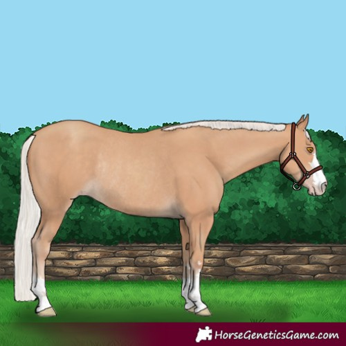Horse Color:Silver Classic Champagne Rabicano 
