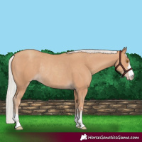 Horse Color:Silver Classic Champagne Rabicano