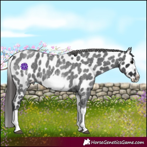 Horse Color:White Spotted Blue Roan Splash Frame Appaloosa 