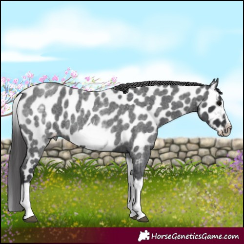 Horse Color:White Spotted Blue Roan Splash Frame Near Leopard