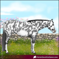 Horse Color:White Spotted Blue Roan Splash Frame Near Leopard 