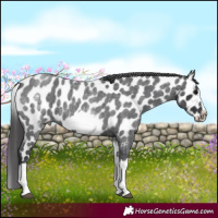 Horse Color:White Spotted Blue Roan Splash Frame Appaloosa 