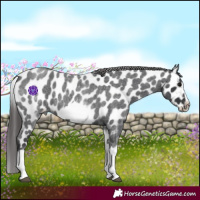 Horse Color:White Spotted Blue Roan Splash Frame Appaloosa